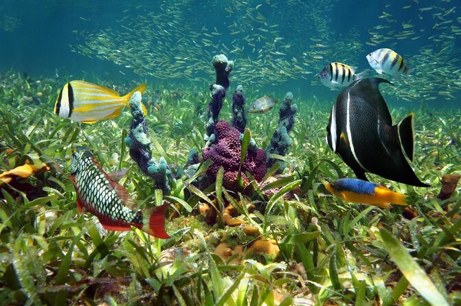 Key West Dolphin Watch and Snorkel Tour - Eco Adventure - Quick hits: what makes this tour worth your time