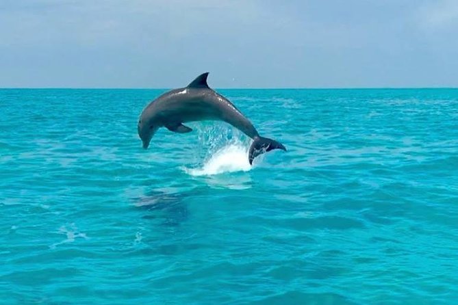 Key West Dolphin Watch and Snorkel Tour - Eco Adventure - Timing and the boat routine: when the trip feels smooth vs rushed
