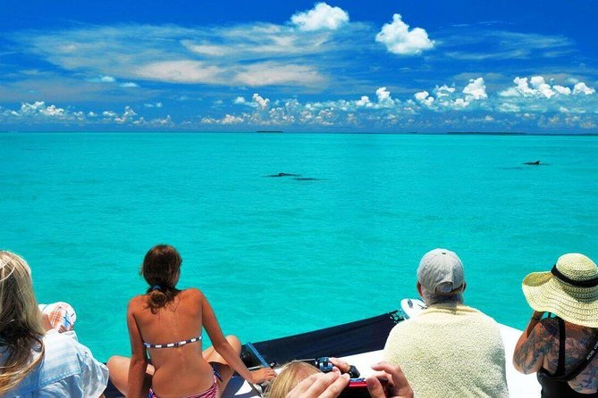 Key West Dolphin Watch and Snorkel Tour - Eco Adventure - Crew and safety: the stuff that actually determines your day