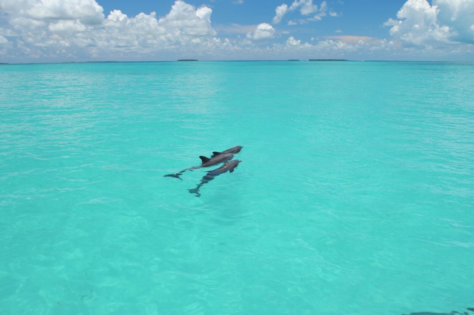 Key West: Dolphin Watching and Snorkeling Eco Cruise Tour - Key West Dolphin Watching and Snorkeling Eco Cruise: The Good Stuff at a Glance