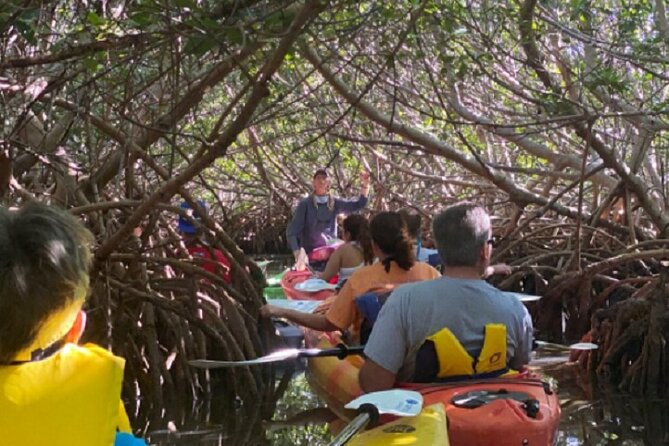 Key West Mangrove Kayak Eco Tour - Wildlife spotting: what you might see in the mangrove creeks