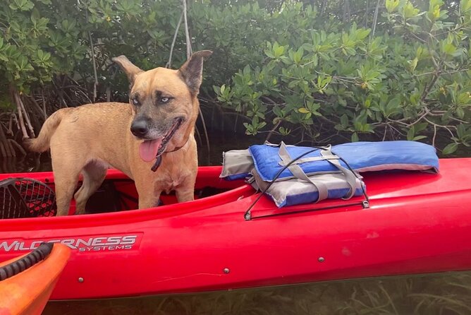 Key West Mangrove Kayak Eco Tour - Single vs double kayaks: matching comfort and paddling style