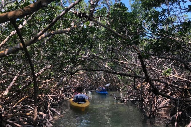 Key West Mangrove Kayak Eco Tour - Heat, timing, and why the weather matters more than you think