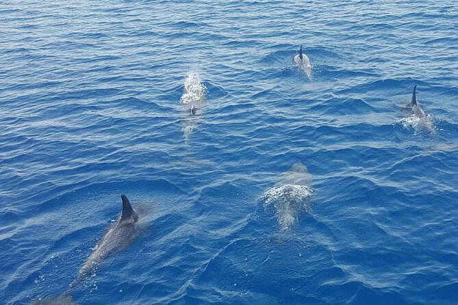 Key West Sunset Sail: Dolphin Watching, Wine, and Tapas - Fort Zachary Taylor State Park: Coastline Views That Feel Real