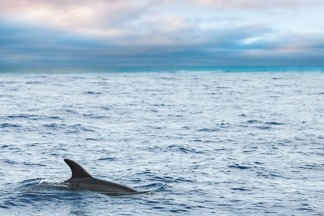 Key West Sunset Sail: Dolphin Watching, Wine, and Tapas - Dolphin Watching Without the Fantasy: How to Set Expectations