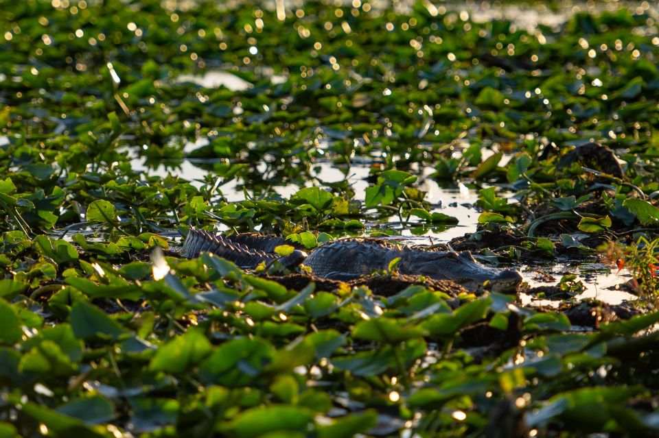 Kissimmee: Boggy Creek Airboat Ride with Optional Meal - Fossils and gems at the 70-foot mining trough
