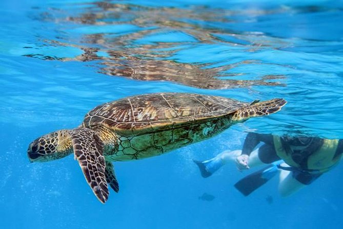 Ko Olina Catamaran Sail and Snorkel with Lunch - Lunch on Board: Turkey or Vegetarian, Plus Chips and Crackers