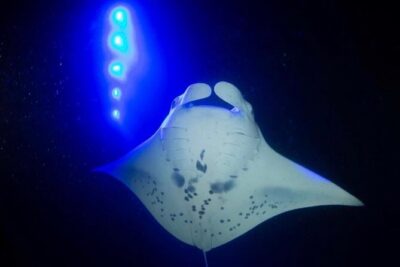 KONA Manta Ray Night Snorkel - FREE re-ride if no Sightings - How the 1.2-Hour Night Snorkel Actually Works