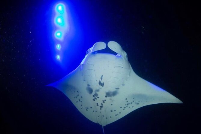 KONA Manta Ray Night Snorkel - FREE re-ride if no Sightings - How the 1.2-Hour Night Snorkel Actually Works