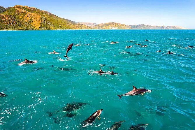Kona Snorkel Tour: Captain Cook Reef Snorkel, Dolphin & Sea Caves - Speed, Sea Caves, and Kealakekua Bay in a Small Group