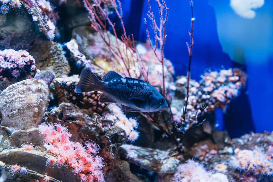 LA: Aquarium of the Pacific Skip-the-Line Entry - Key Highlights to Aim For
