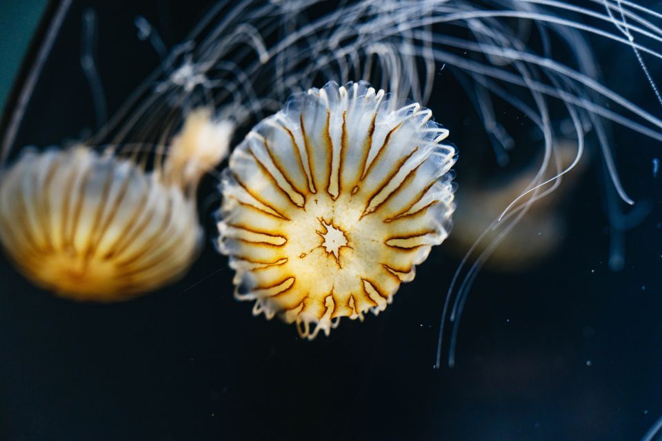 LA: Aquarium of the Pacific Skip-the-Line Entry - Pricing Value: Is $44 Worth It for What You Get?
