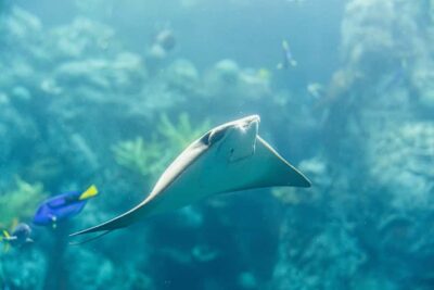 LA: Aquarium of the Pacific Skip-the-Line Entry - Skip-the-Ticket-Line Entry: Why It Changes Your Day