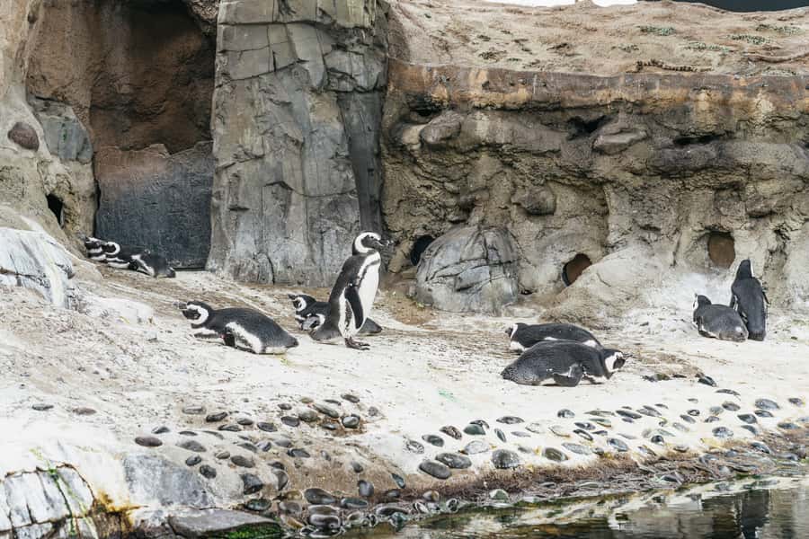 LA: Aquarium of the Pacific Skip-the-Line Entry - Lorikeet Forest and Shark Lagoon: Outdoor Exhibits Worth Planning For