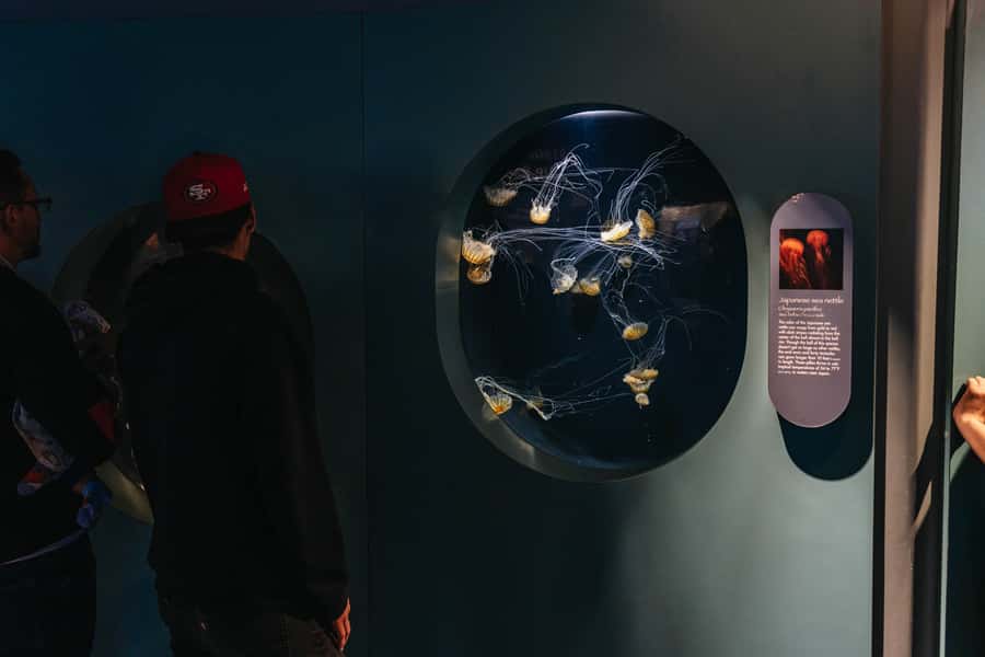LA: Aquarium of the Pacific Skip-the-Line Entry - Sea Otters, Sharks, and Touch Pools: How to Get More Than Just Sightseeing