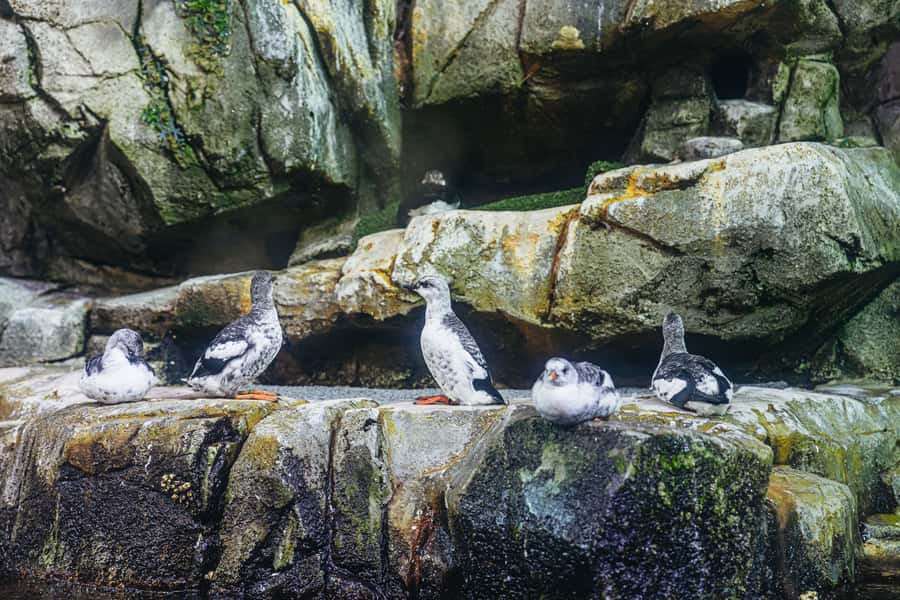 LA: Aquarium of the Pacific Skip-the-Line Entry - How to Pace 500 Exhibits Without Missing the Best Stuff