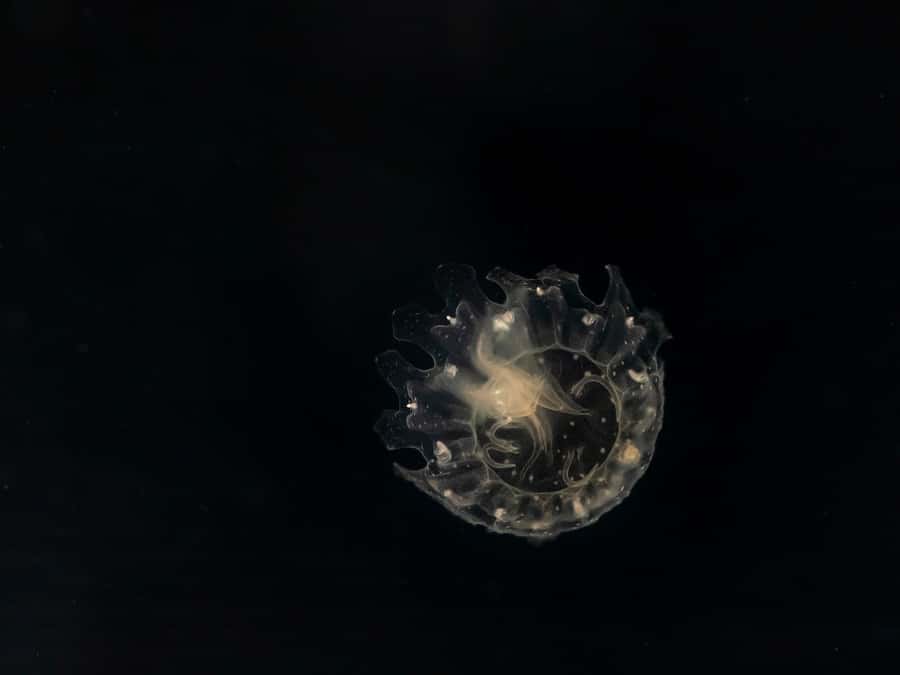 LA: Aquarium of the Pacific Skip-the-Line Entry - Food, Crowds, and Comfort: The Small Stuff That Makes a Big Difference