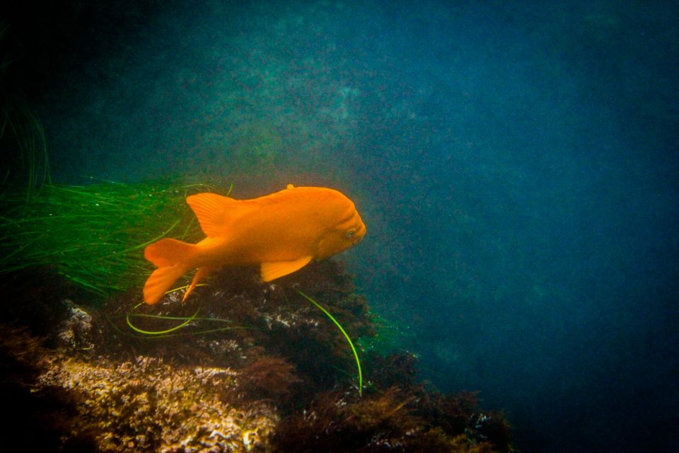 La Jolla: 2-Hour Kayak Tour of the 7 Caves - Wildlife sightings: your checklist, plus the stuff that surprised people