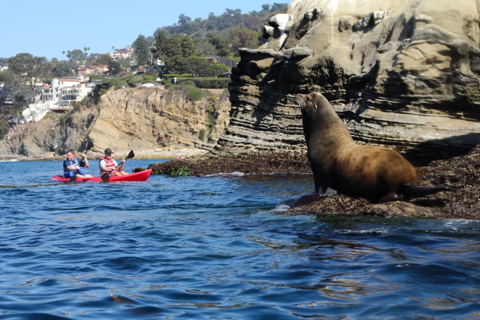 La Jolla: 2-Hour Kayak Tour of the 7 Caves - Guides and pacing: safety first, but the fun stays on