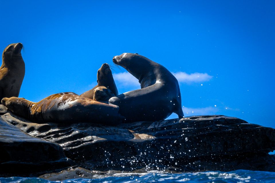 La Jolla: 2-Hour Kayak Tour of the 7 Caves - Price and value: is $80 for a group of two fair