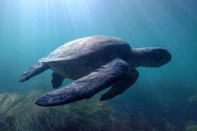 La Jolla Sea Caves Kayak Tour For Two (Tandem Kayak) - The kayak surf ride back to shore