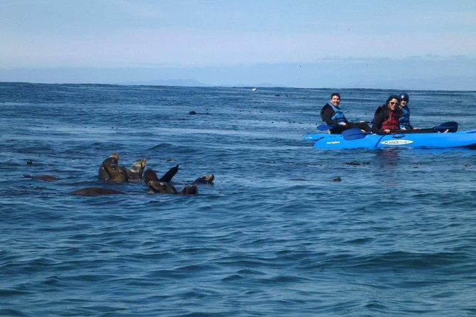 La Jolla Sea Caves Kayak Tour For Two (Tandem Kayak) - Tandem kayak paddling: how you share one boat