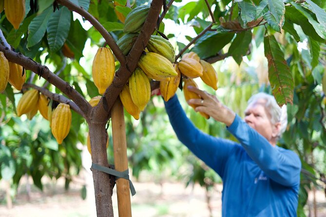 Lahaina: Maui Ku'ia Estate Guided Cacao Farm Tour and Tasting - The big draw is the farm-to-bar story, not just chocolate