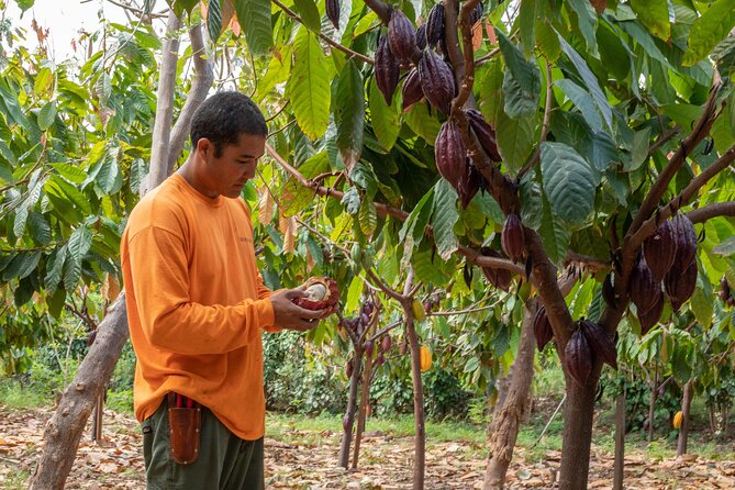 Lahaina: Maui Ku'ia Estate Guided Cacao Farm Tour and Tasting - Key things to know before you go