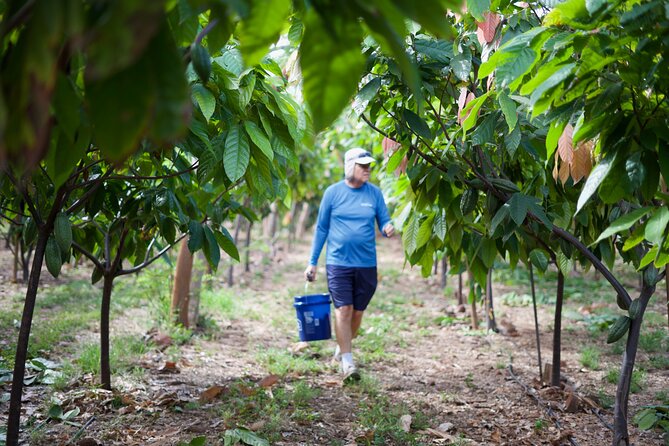 Lahaina: Maui Ku'ia Estate Guided Cacao Farm Tour and Tasting - The treehouse tasting: nine chocolates and a better sense of flavor