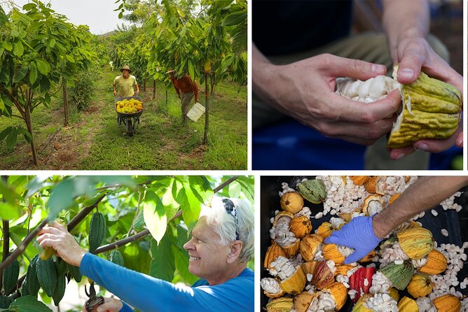 Lahaina: Maui Ku'ia Estate Guided Cacao Farm Tour and Tasting - The drive to the West Maui cacao estate (and why it matters)