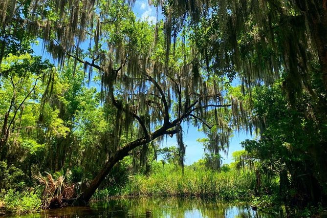 Large Airboat Swamp Tour with Transportation from New Orleans - Airboat Fever: The Barataria Ride Feels Like a Roller Coaster on Water
