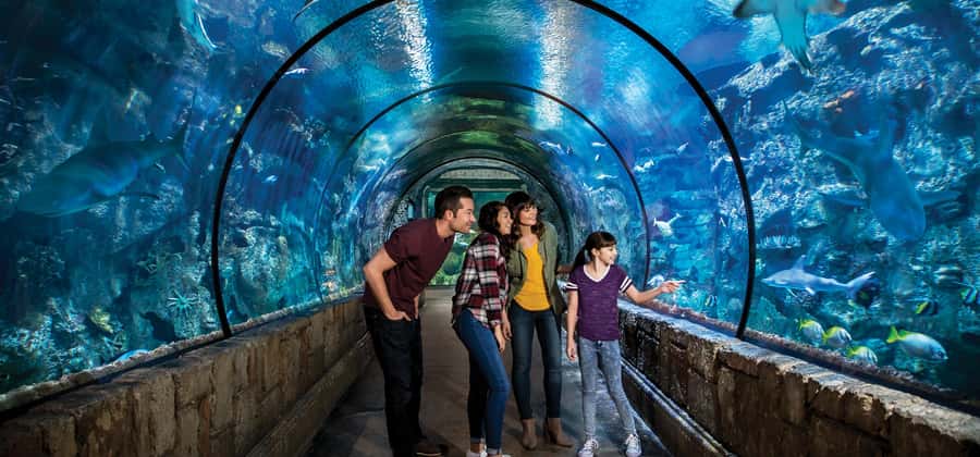 Las Vegas: Shark Reef Aquarium Entry Ticket - Key Things to Know Before You Go