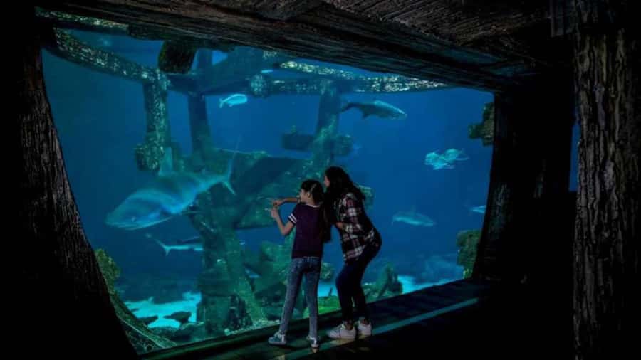 Las Vegas: Shark Reef Aquarium Entry Ticket - Price and Value: Is $29 Worth It?