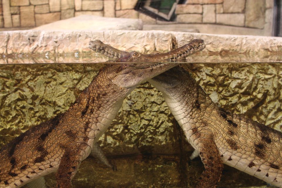Las Vegas: Shark Reef Aquarium Entry Ticket - Education That Feels Built-In (Not Lecture-Heavy)