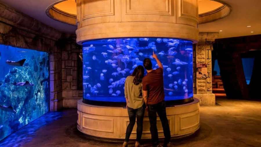 Las Vegas: Shark Reef Aquarium Entry Ticket - Undersea Explorer VR: Sharks and Whales in Motion