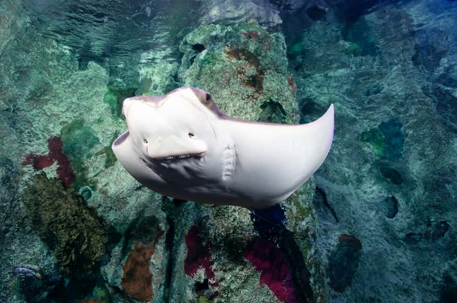 Las Vegas: Shark Reef Aquarium Entry Ticket - Crowds, Timing, and How Long You’ll Likely Stay