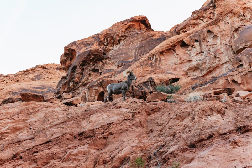 Las Vegas: Valley of Fire Guided Hike with Drinks and Snacks - The hike levels: easy, moderate, difficult (and how to choose)