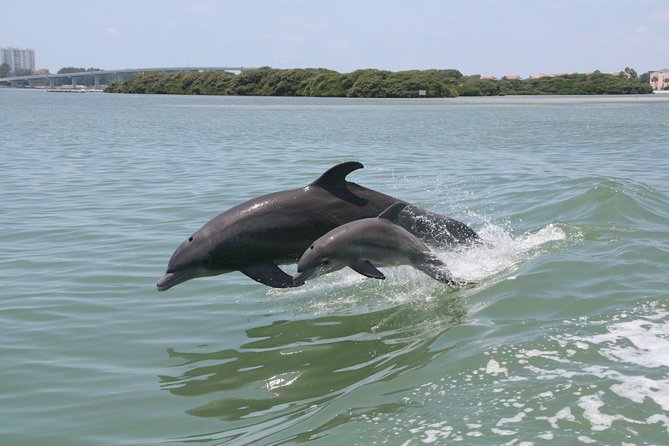 Little Toot Dolphin Adventure at Clearwater Beach - Key Things You’ll Notice on the Water