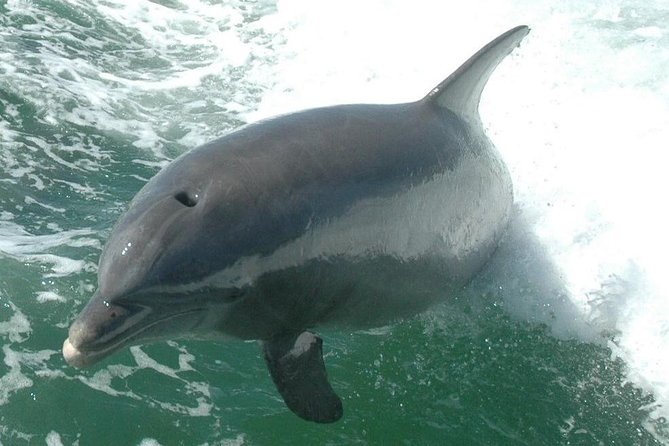 Little Toot Dolphin Adventure at Clearwater Beach - Bathrooms, Cleanliness, and Comfort: Small Details That Make a Short Tour Easier