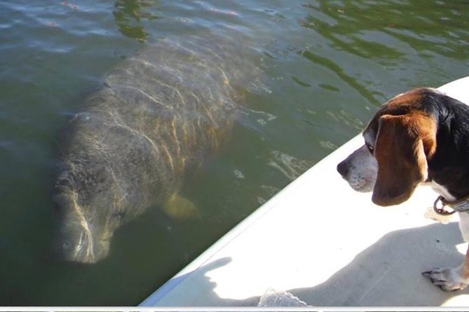 Lovers Key Guided Eco Tour-Mangrove Estuary - Key things to know before you go