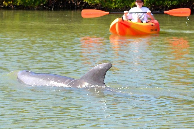 Lovers Key Guided Eco Tour-Mangrove Estuary - Why Lovers Key Mangroves Feel Like a Different Side of Florida