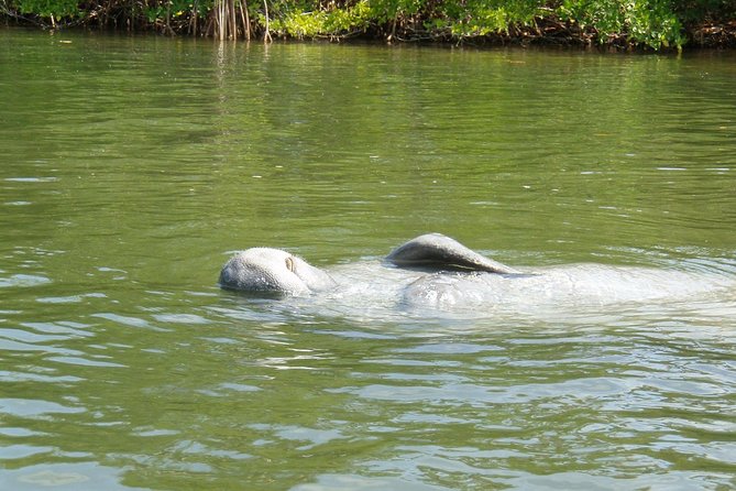 Lovers Key Guided Eco Tour-Mangrove Estuary - Wildlife Spotting That Doesn’t Feel Like Guesswork