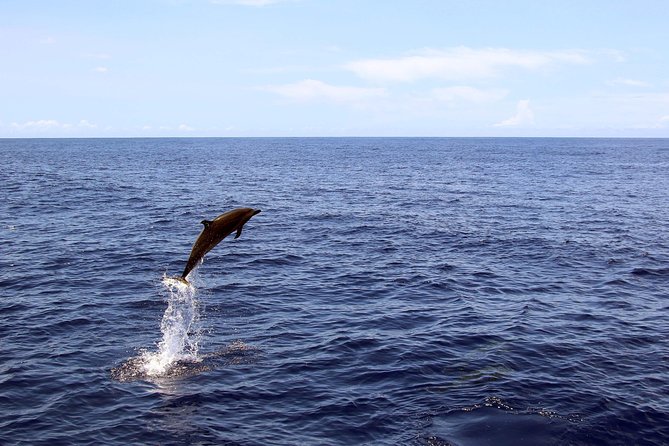 Luxury Snorkel Cruise, Local Buffet with Whale & Dolphin Watch - Price and Value at $174: what’s included, what costs extra, and who it fits best