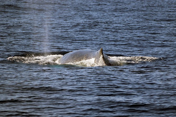 Luxury Snorkel Cruise, Local Buffet with Whale & Dolphin Watch - Should you book? My quick decision guide