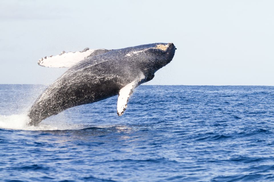 Ma'alaea Harbor: Whale Watching Tour Aboard Power Catamaran - Quick hits before you board