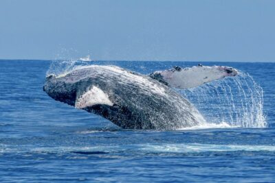 Ma'alaea Harbor: Whale Watching Tour Aboard Power Catamaran - The catamaran setup: why the double-deck matters in real whale watching