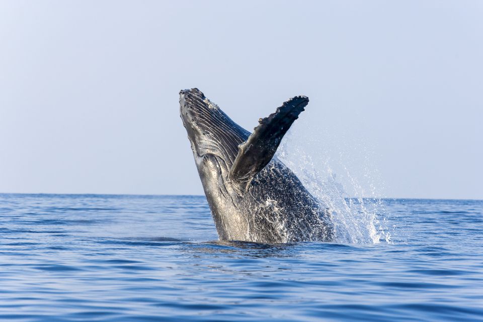 Ma'alaea Harbor: Whale Watching Tour Aboard Power Catamaran - The big moments: fin and tail slaps, spy-hops, and the breach