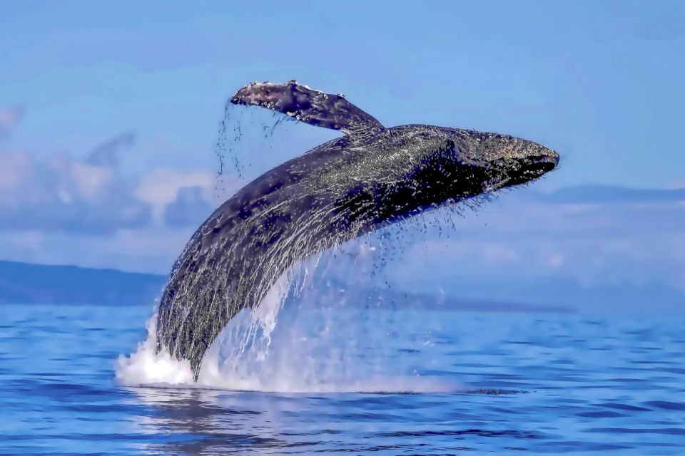 Ma'alaea Harbor: Whale Watching Tour Aboard Power Catamaran - Hearing whale songs through the underwater hydrophone