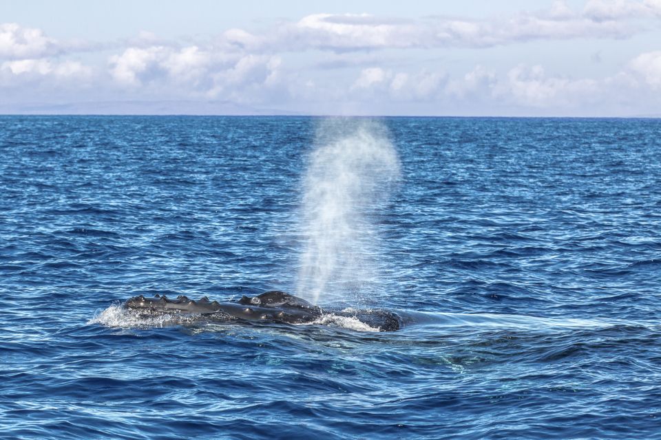 Ma'alaea Harbor: Whale Watching Tour Aboard Power Catamaran - Itinerary flow, step-by-step (and what to watch for at each stage)