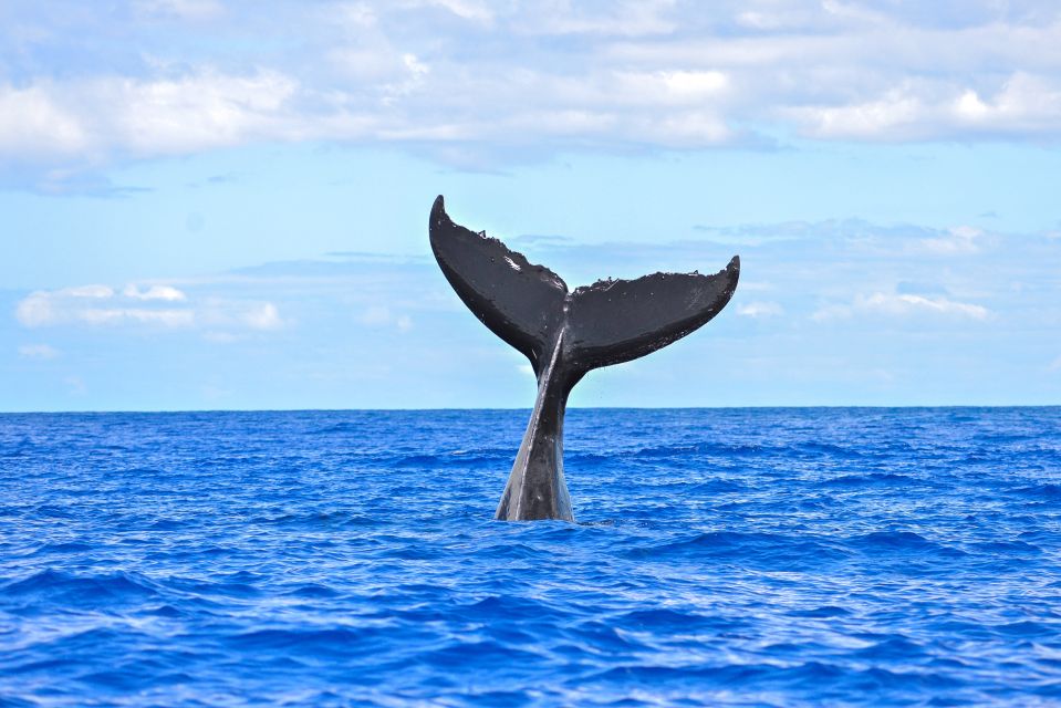 Ma'alaea Harbor: Whale Watching Tour Aboard Power Catamaran - Practical tips that improve your odds and your photos